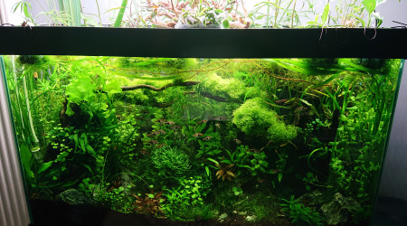 Bornéo S+22  100x40x60