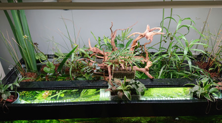 Bornéo S+22  100x40x60