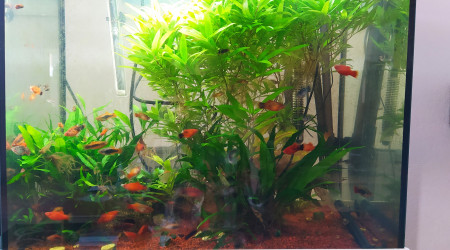 Il n'y a plus d'algues !