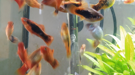 Juste une pincée, on se calme