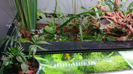 Bornéo S+22  100x40x60