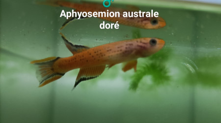 ♂️ Aphyosemion australe doré