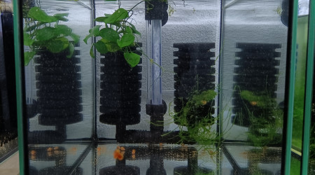 aquarium 441 01 Couple Fundulopanchax gardneri  Nsukka