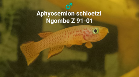 ♂️ Aphyosemion schioetzi Ngombe Z 91-01