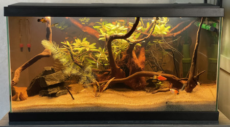 aquarium 60L Ciano