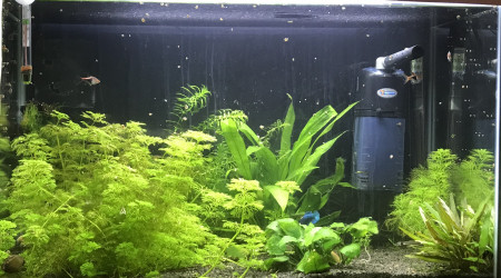 aquarium 60l