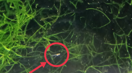 Alvin Aphyosemion striatum Ncolamvan GEMHS 00-33