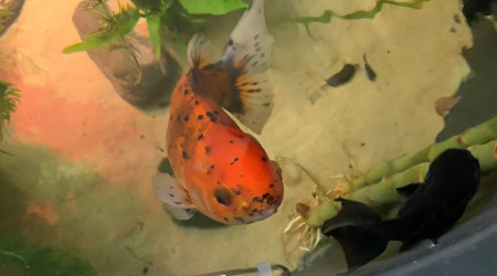 messiah (oranda), Jynjo (Ranchu)