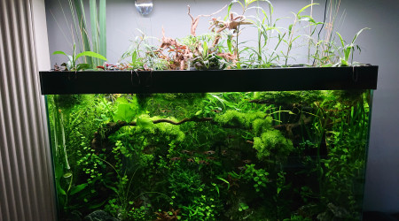 Bornéo S+23  100x40x60