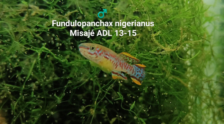 aquarium 231 Oeufs Fundulopanchax nigerianus Misajé ADL 13-15