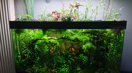 Bornéo S+23 100x40x60