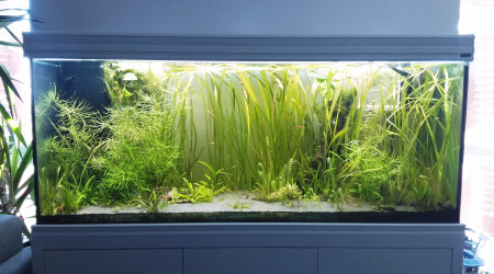 aquarium Presque amazonien