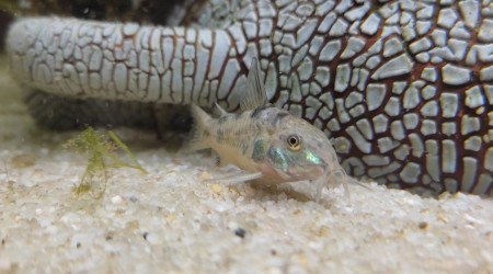 Corydoras Paleatus