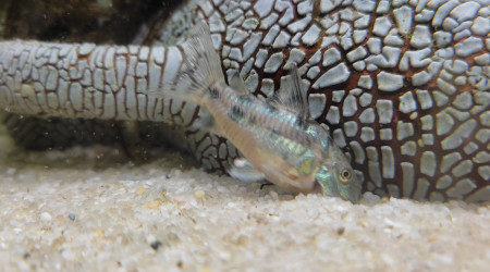 Corydoras Paleatus