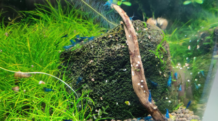 Neocaridina davidi "Blue velvet"