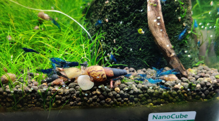 Neocaridina davidi "Blue velvet"