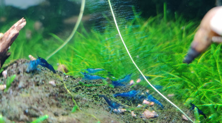 Neocaridina davidi "Blue velvet"