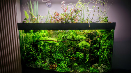 Bornéo S+24  aquascape jungle