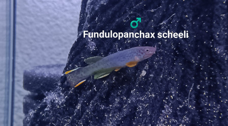 ♂️ Fundulopanchax scheeli