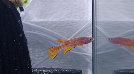 ♂️  Aphyosemion schioetzi  Ngombe Z 91-01