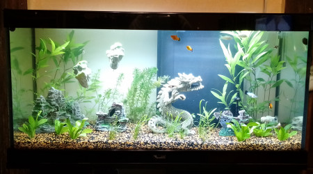 aquarium Beta