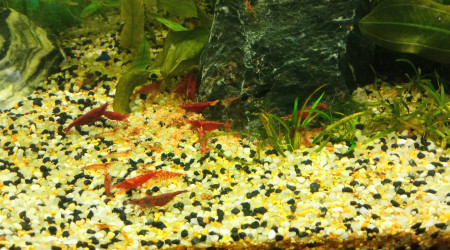 Nourrissage des red cherry et Cory pygmeus