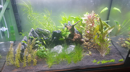 aquarium 200L semi-planté