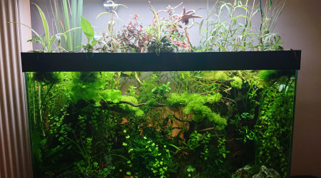 S+25    Bornéo aquascape jungle