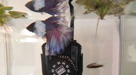 LuneBlanche et Fantômette