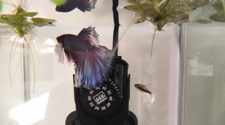 LuneBlanche et Fantômette