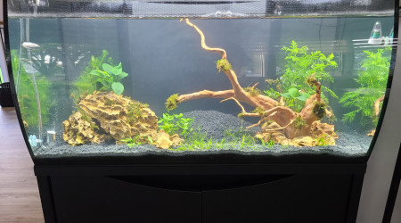 aquarium Aquascape 1