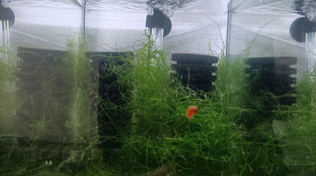 aquarium 431 Libre