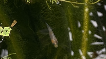 Premières naissances dans le bassin