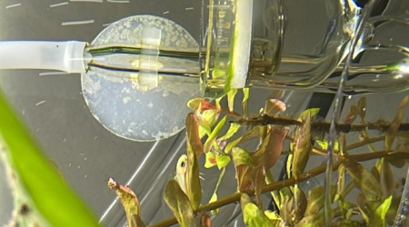 Lucky est née et a survécu.