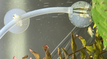 Lucky est née et a survécu.