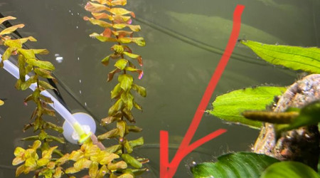 2 nouveaux bébés poisson