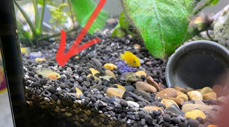 2 nouveaux bébés poisson