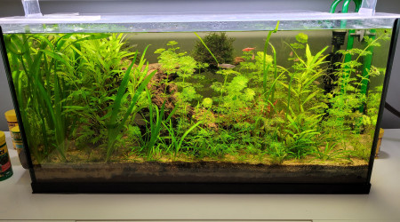 aquarium Biotope communautaire