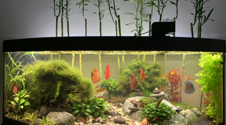 aquarium Juwel Vision 450