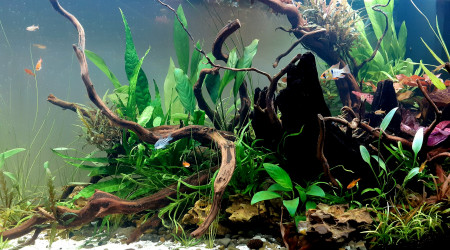 aquarium Lilo