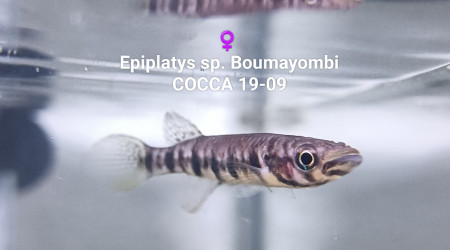 ♀️  Epiplatys sp. Boumayombi COCCA 19-09