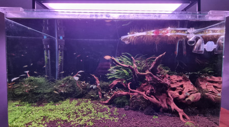 Evolution après 1 mois