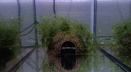 133 Futur couple reproducteur Aphyosemion jeanhuberi Malinga GBG 93-20