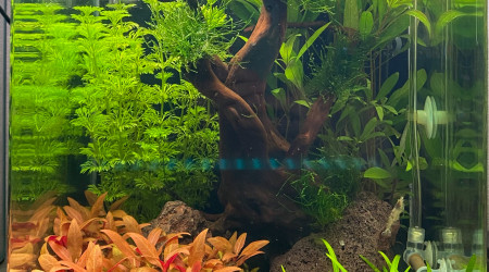 J21, avec premiers habitants (Japonica x3)