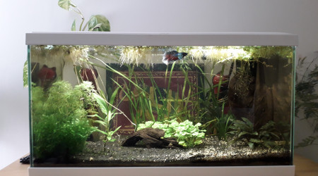 Aquarium 60 l