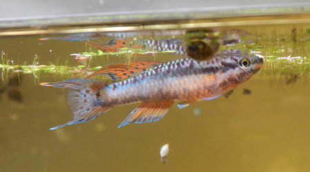 aquarium Bivittatum funge