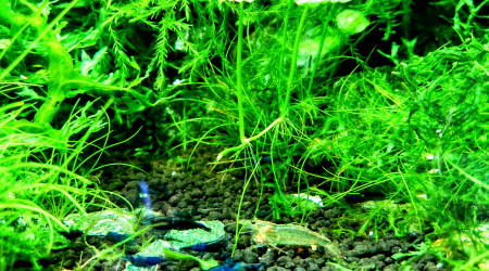 Crevette Japonica & neocaridina bleu velvet
