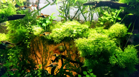 Les rasboras arlequins