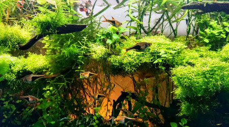 Les rasboras arlequins