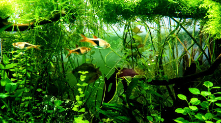 Les rasboras arlequins